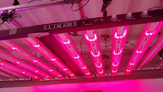 Slim 650S - LED Grow Light Review - Spectrum Control - New Samsung LH351H \u0026 LM301H LEDs