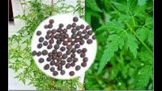 Mudakathan Seeds For Sale | முடகத்தான் கீரை விதைகள் விற்பனைக்கு