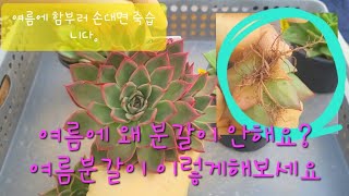 다육이 여름에 분갈이 해주세요. 대신 꼭 이영상 보고 다육식물 분갈이하세요 SucculentGarde, 다육이, 多肉植物, Succulents, Echeveria,