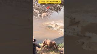 DOG VS CROCODILE: A dog plays on the bank of a river where there are crocodiles