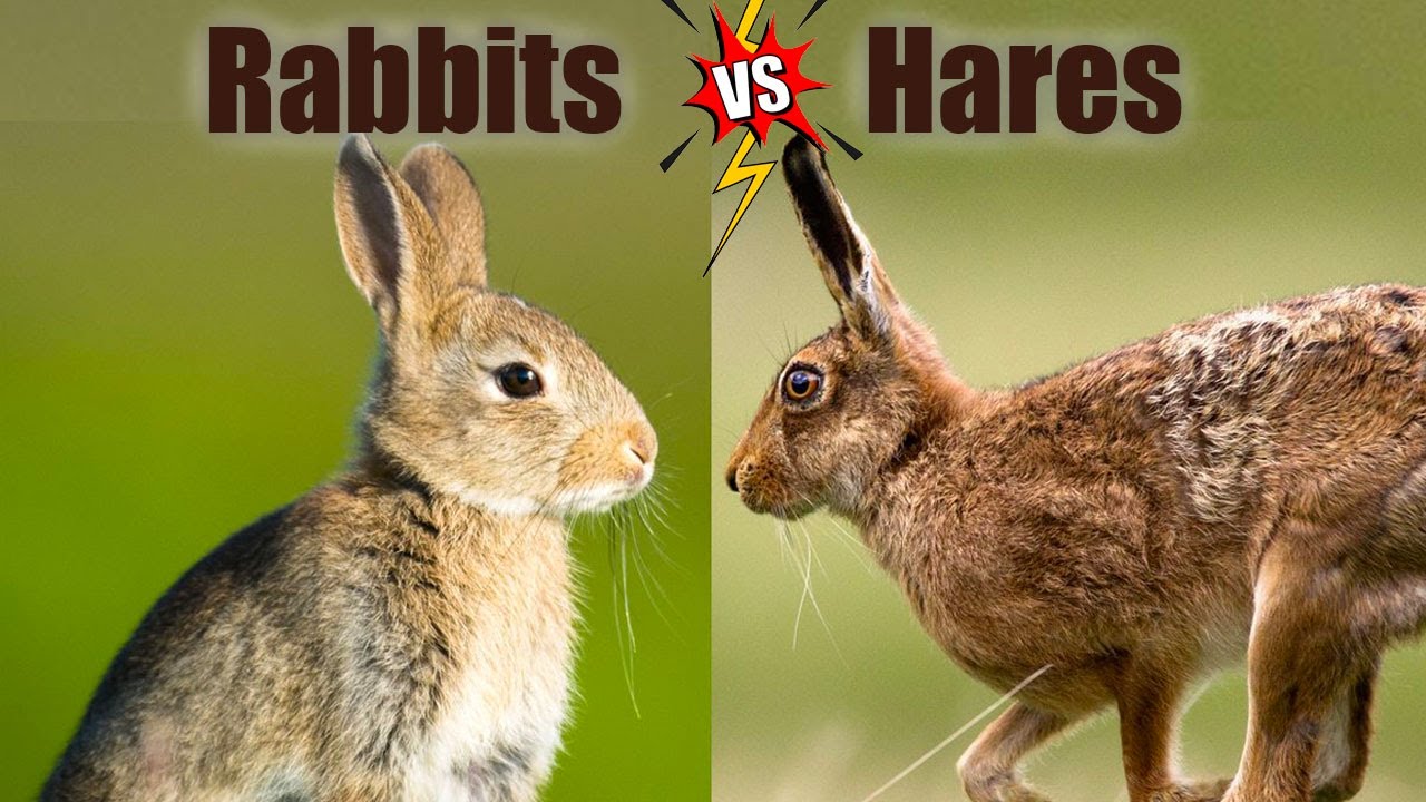 Rabbits VS Hares: The Differences! - YouTube