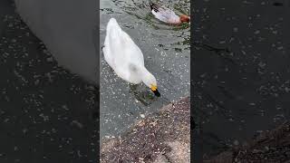 エサだらけだよ「ハクチョウ」