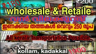 Birds for sale | Exotic Birds Wholesale in kerala | #KOYIKKAL BREEDERS #kollam #Kadakkal | Episode 4