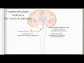 neuroanatomy with chimmalgi