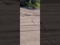 Az snakes while out off-roading!