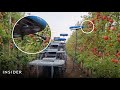 Are Fruit-Picking Drones The Future Of Harvesting? | Insider News