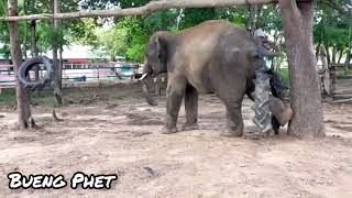 The importance of #elephant #enrichment in a nutshell.