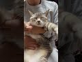 Massage for constipated cats