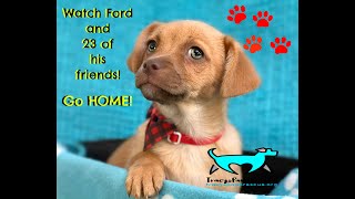 Gotcha Day Live St Pete Florida! Watch 24 dogs from South Texas go home! TracysPawsRescue