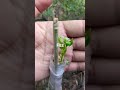 #techniques to graft  olive trees sucess story #shorts