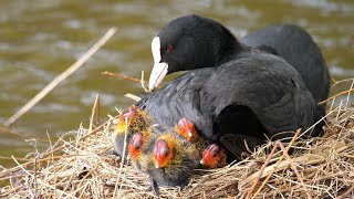 Eurasian Coot Family with 6 chicks 4K