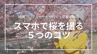 【How to】かんたん誰でもできる！スマホで桜をキレイに撮る５つのコツ