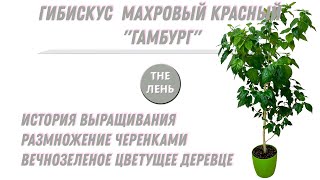 4.1.1. ГИБИСКУС МАХРОВЫЙ КРАСНЫЙ ГАМБУРГ.  ИСТОРИЯ МОЕГО ДОМАШНЕГО ДЕРЕВА