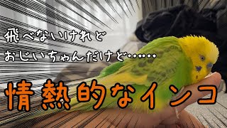 飛べないシニアインコの情熱（Budgerigar Passion）