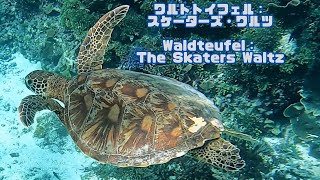 ４ｋ 「アオウミガメ」「Green turtle」【4k 水中 UNDERWATER】【宮古島　海　サンゴ　魚　シュノーケリング　水族館　観光　移住】