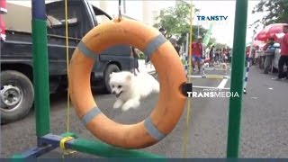 Lomba Ketangkasan Anjing