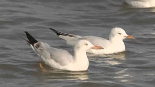 SLENDER-BILLED GULL,Kaitanokkalokki,Larus genei,Thailand