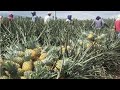 Pineapple harvest bukidnon |  drone footage | #pineapple