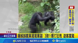 台灣獼猴闖壽山動物園黑猩猩展區 遭毆致死 疑不慎掉落!  獼猴誤闖遭圍毆 3黑猩猩攻擊落單獼猴│記者 蔡宥嫻 林俊華│新聞一把抓20250102│三立新聞台