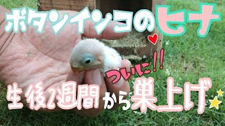 巣上げしました!!ボタンインコの雛2週間からの成長記録♪名前も決まりました！