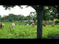 在台糖池上牧野渡假的木柵動物園的野牛