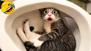CATS you will remember and LAUGH all day! 😂Funny Cats Videos 2023