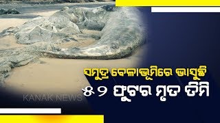 52 Feet Long Whale Found Dead Rajnagar Beach