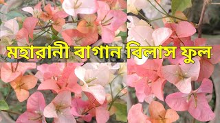 মহারানী বাগান বিলাস ফুল গাছ | kawsar green farm