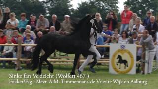 Fokdag Het Friesche Paard Zuid Nederland in Hilvarenbeek