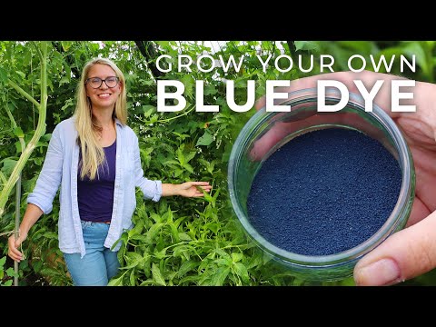 What plant is used to make blue dye?