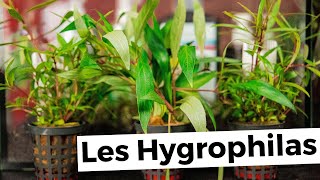 HYGROPHILA | AQUABOTA