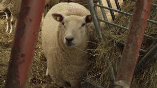 Sheep farmer voices concerns over the benefits of EID tagging