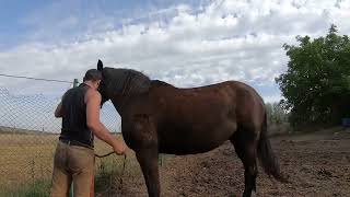 HORRIBLE Hoof Smell Fixed! Farm Horse 2024 HOOF Restoration Success