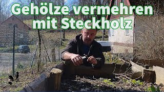 Sträucher vermehren mit Steckholz - Anleitung wie es geht