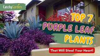 Top 7 PURPLE LEAF PLANTS That Will Steal Your Heart! 🍁👍🍂 // Gardening Ideas