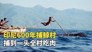 印尼600年小漁村，世代靠徒手捕鯨為生，一頭鯨魚全村一天分完