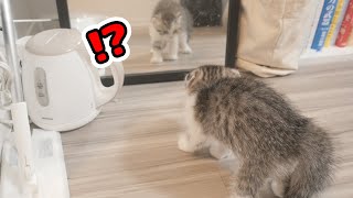 鏡に映った自分を見た子猫の反応がこちらです…笑【マンチカン】 #5