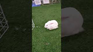 The Gentle Daily Life of a Well-Behaved Bunnies《乖巧兔兔的温柔日常》