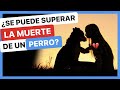 CÓMO AFRONTAR y SUPERAR la MUERTE de un PERRO haciendo HONOR a su VIDA 💚