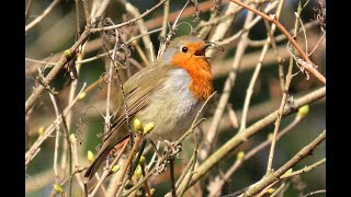 1666. Červenka obecná, European Robin, Rotkehlchen, Roodborst, Rouge-gorge familier,