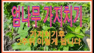 엄나무가지치기 2주뒤 이렇게 됩니다