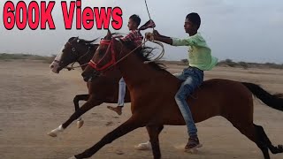 Horse Race in Mandvi, Vijay Vilace, Kutch | Veer \u0026 Motti