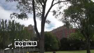 LA ROBINIA