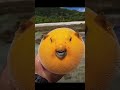 a yellow pufferfish shorts youtubeshorts shortsvideo pufferfish sea