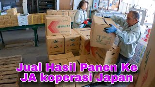 Jual Horenso Hasil Panen Ke Koperasi Jepang,Harga Tranparan Tanpa Di Manipulasi Mafia