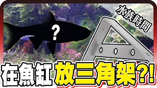 最漂亮的淡水魚？竟然在魚缸裡放三角架？！｜水族時間【黑羽】