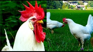 CHICKEN BREEDS E7: White Leghorn hens and rooster, egg layers, Legehybriden Weiß Legehennen