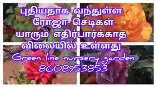 யாரும் எதிர்பார்க்காத வகையில் வந்துள்ள ரோஜா செடிகள் #8608953853