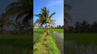 പാലക്കാടൻ ഗ്രാമീണ സൗന്ദര്യം | Beauty of kerala village