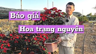 Báo Gía Hoa Trạng Nguyên Đón Tết Năm 2023 | CÂY CẢNH CHỢ HÀNG | Đoạn Đằng Phong | Hải Phòng